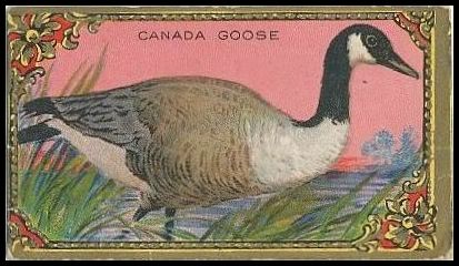 06 Canada Goose